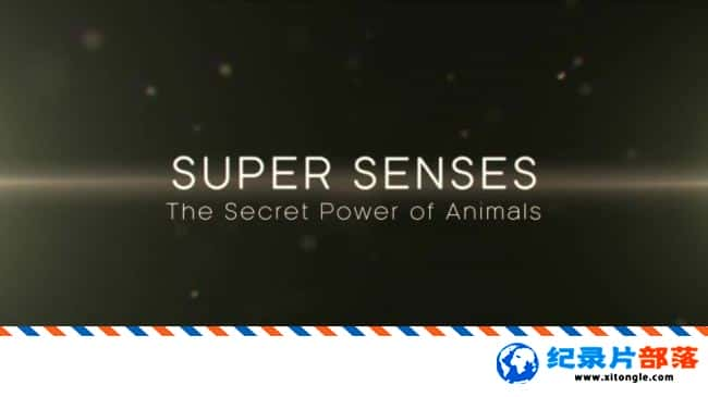 ѧ̽¼Ƭй١ Super Senses The Secret Power of Animals 2014 Ӣ-Ѹ