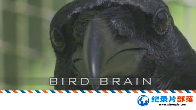 ѧ̽¼Ƭ Bird Brain 2016 ӢӢ-Ѹ