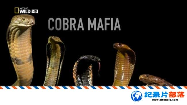 ѧ̽¼Ƭֵ۾ Cobra Mafia 2014Ӣ-Ѹ