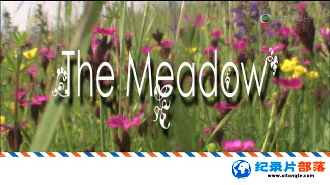 ̬¼ƬͲԭ The Meadow 2009Ӣ-Ѹ