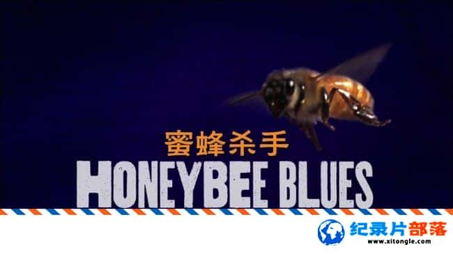 ̬¼Ƭ۷ɱ Honeybee Blues 2009Ӣ-Ѹ