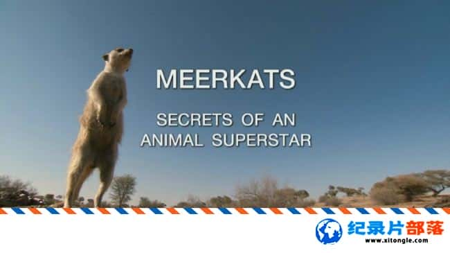 ̬¼ƬBǵ Meerkats Secrets of an Animal Superstar 2013ӢӢ-Ѹ