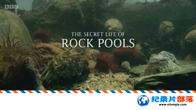 ̬¼Ƭص The Secret Life of Rockpools 2013ӢӢ-Ѹ