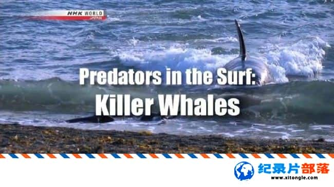 ̬¼Ƭ˼ϵɱ֣ Predators in the Surf Killer Whales 2010Ӣ-Ѹ