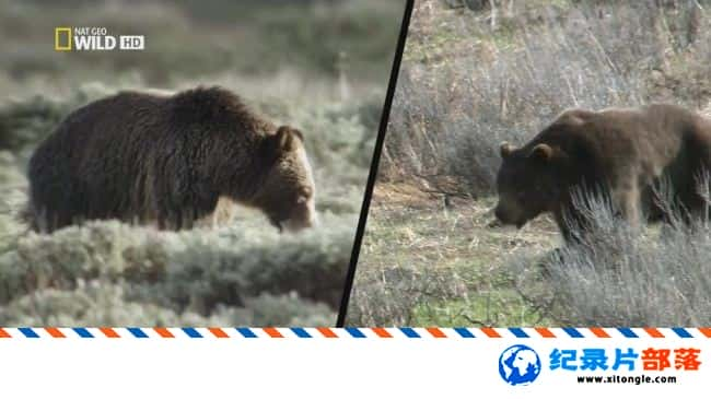 ̬¼ƬҰԶ֮ҹ  Ѫ  America The Wild: Night of The Grizzly 2013Ӣ-Ѹ