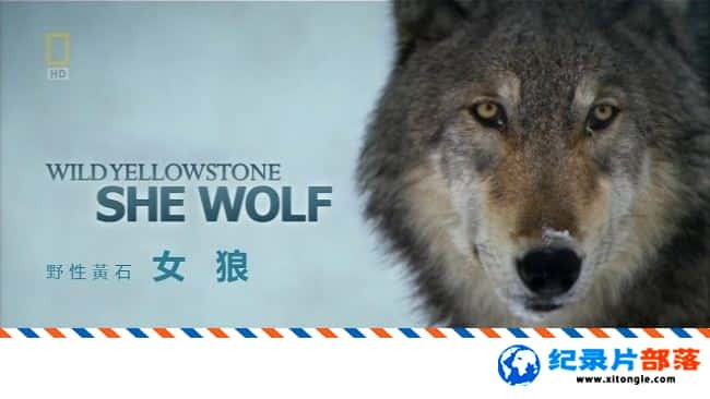 ̬¼ƬҰԻʯŮ Wild Yellowstone:She Wolf 2014Ӣ-Ѹ