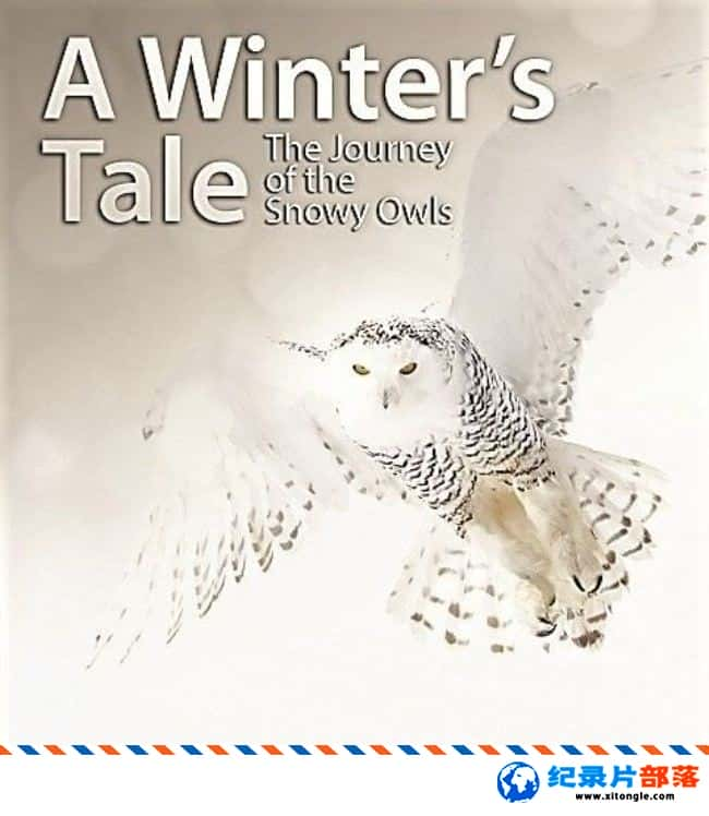 ̬¼Ƭմ˵ѩ^ó A Winter Tale The Journey Of The Snowy Owls 2015ӢӢ-Ѹ