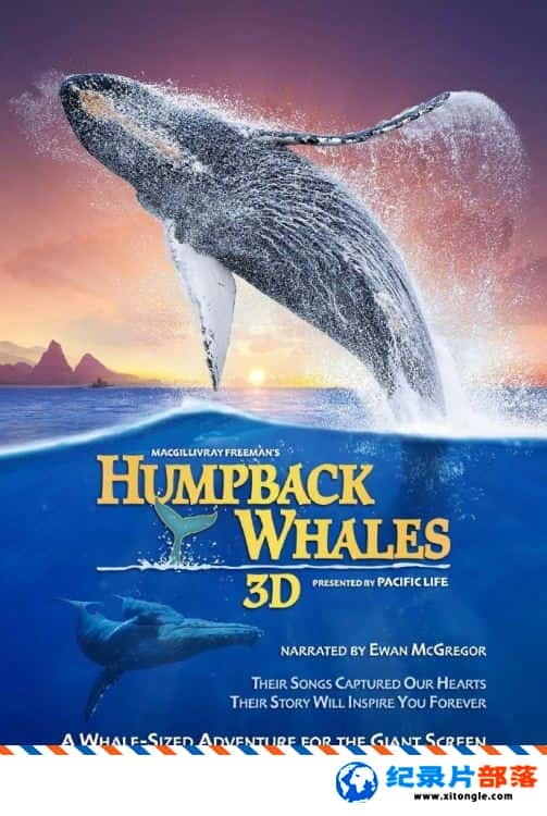 ̬¼Ƭͷ Humpback Whales 2015Ӣ-Ѹ