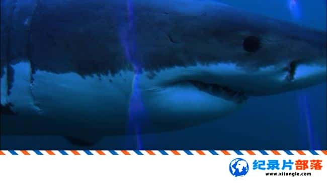 ̬¼Ƭʷʫó  Great White Odyssey 2008Ӣ-Ѹ