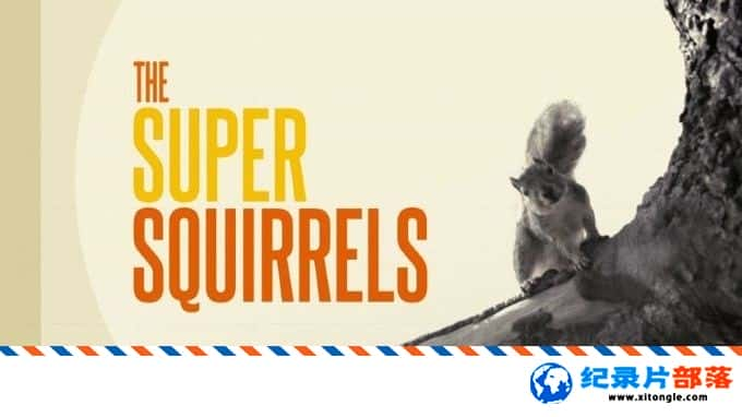 ̬¼Ƭ˲ The Super Squirrels 2018ӢӢ-Ѹ