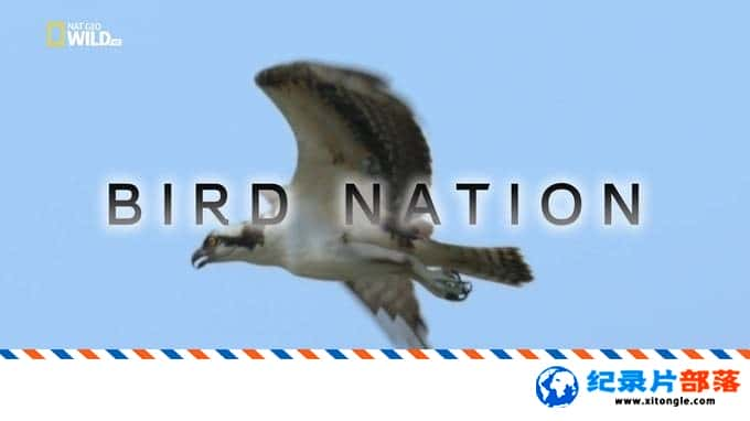 ѧ̽¼ƬĹ Bird Nation 2018ӢӢ-Ѹ