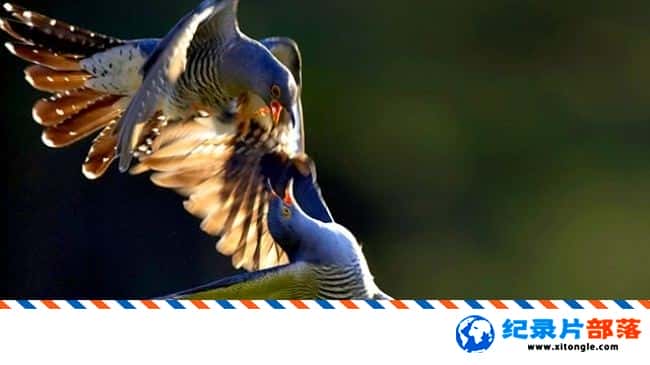 BBC纪录片《自然世界 布谷鸟 Natural World Cuckoo》英语双字全集高清纪录片下载
