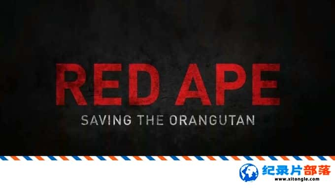 ʷ¼ƬȺë Red Ape Saving the Orangutan 2018ӢӢ-Ѹ