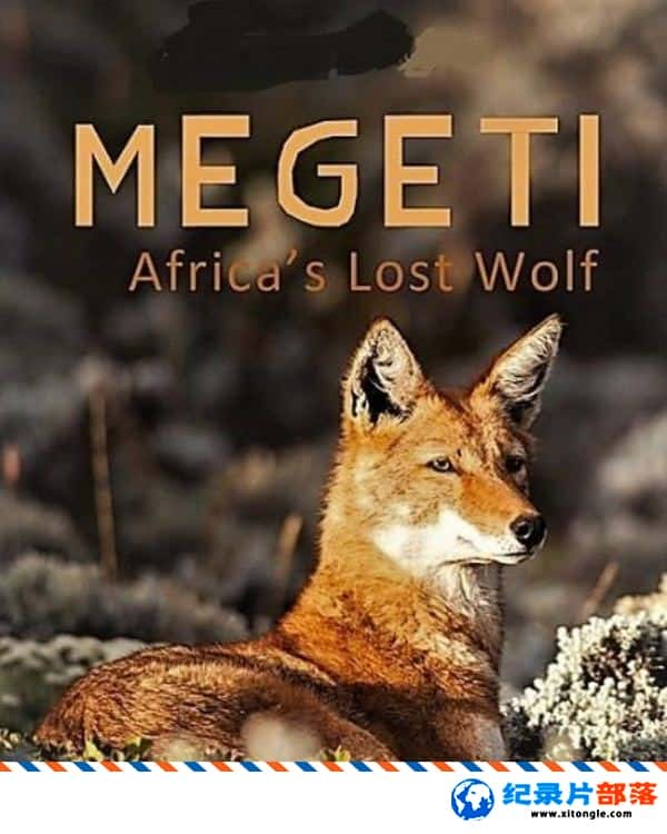 ̬¼ƬMegeti޹ Megeti Africa Lost Wolf 2016ӢӢ-Ѹ