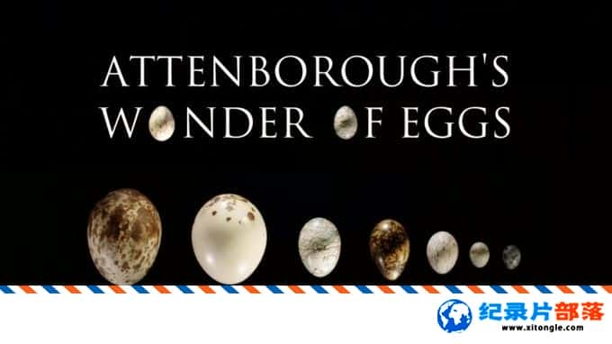 ѧ̽¼ƬǱ Ȼ磺 Attenborough Wonder of Eggs 2018ӢӢ-Ѹ