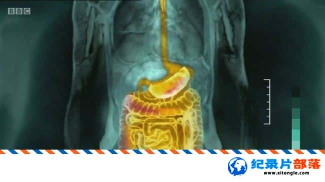 ѧ̽¼Ƭϵͳ೦θ Guts The Strange and Mysterious World of the Human Stomach 2012ӢӢ-Ѹ