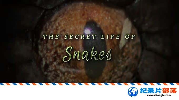 ѧ̽¼Ƭߵ The Secret Life Of Snakes 2016ӢӢ-Ѹ