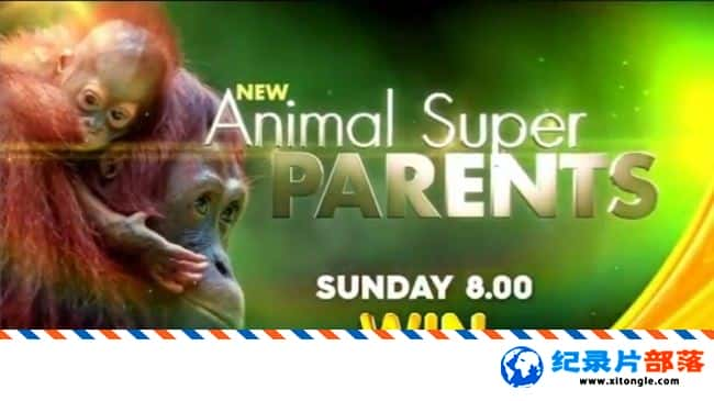 ̬¼Ƭﳬĸ Animal Super Parents Ӣ 720P ¼Ƭ-Ѹ