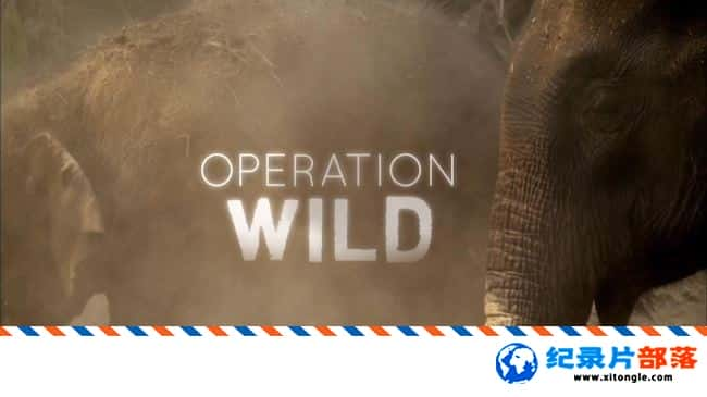 ̬¼ƬҰ Operation Wild ӢӢ-Ѹ