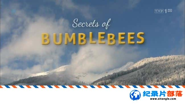 ̬¼Ƭܷ Secrets of Bumbleees 720P Ʒ¼Ƭ-Ѹ