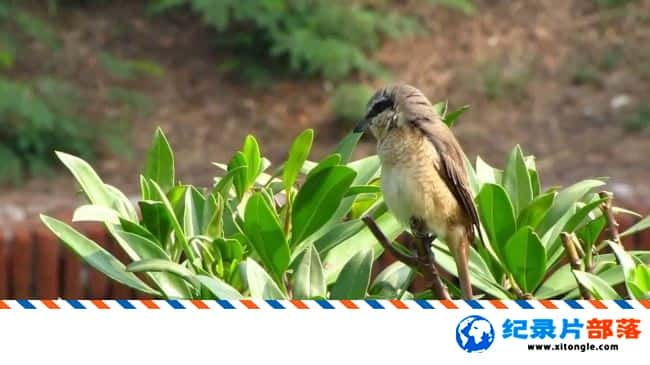 ¼¼ƬͥԺĲ Shrike In The Courtyard 720P ﲮ¼Ƭ-Ѹ