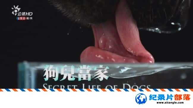 ѧ̽¼Ƭ/ The Secret Life of the Dog ̨幫Ӱ 720P ¼Ƭ-Ѹ