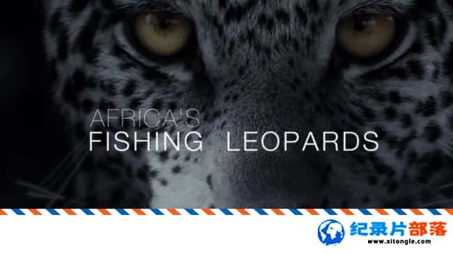 ̬¼Ƭ޵㱪 Africa Fishing LeopardsӢ˫-Ѹ