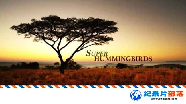 ̬¼Ƭ Super Humming BirdsӢ 720P ﱣ¼Ƭ-Ѹ