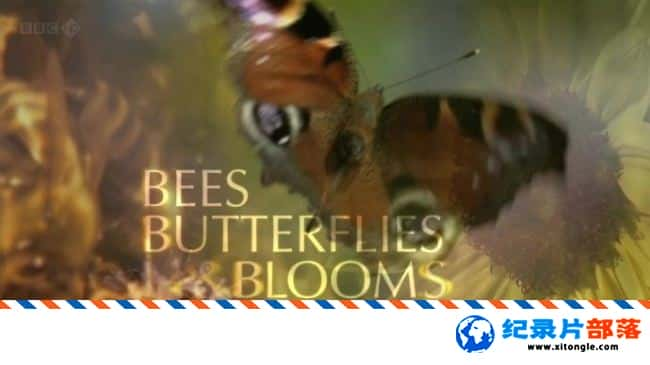 ̬¼Ƭ۷ ʻ Bees Butterflies and Blooms Ӣ˫ 720P Ȼ̬¼Ƭ-Ѹ