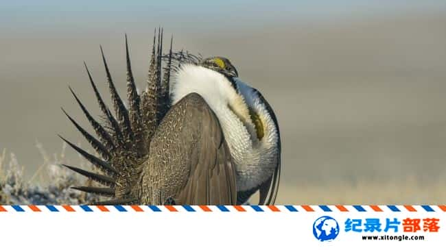 ̬¼ƬȻ:ຣ Nature: The Sagebrush SeaӢ 720P Ȼ̬¼Ƭ-Ѹ