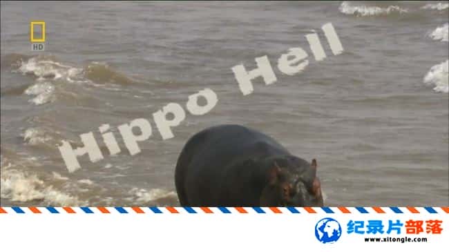 ̬¼Ƭ Hippo HellӢ 720P ¼Ƭ-Ѹ