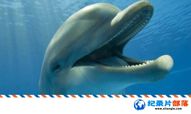 ̬¼ƬԵ׺ Dolphins - Spy in the Pod MP4 ¼Ƭ-Ѹ