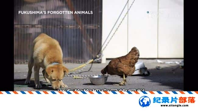 ʷ¼ƬUĶ Fukushima Forgotten AnimalsӢﷱ 1080P ձֺ¼Ƭ-Ѹ