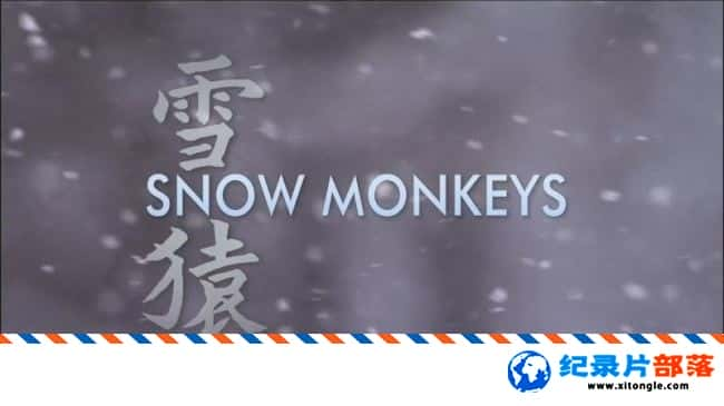 ̬¼ƬȻ:ѩԳ Natural World Snow Monkeys 2009Ӣ˫ 1080P ѩԳ¼Ƭ-Ѹ