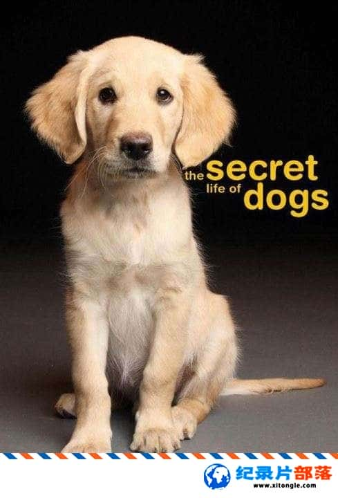 ̬¼ƬȮ Secret Life of DogsӢ ¼Ƭ-Ѹ