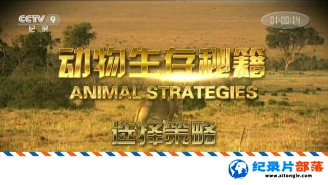 ̬¼Ƭؼ Animal Strategies  1080P ¼Ƭ-Ѹ