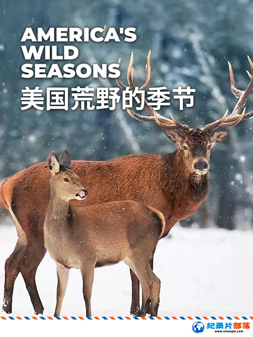 ̬¼ƬҰļ America Wild Season 2019 ӢӢ˫-Ѹ