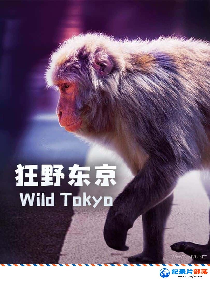 ̬¼ƬҰ Wild Tokyo 2020ӢӢ˫-Ѹ