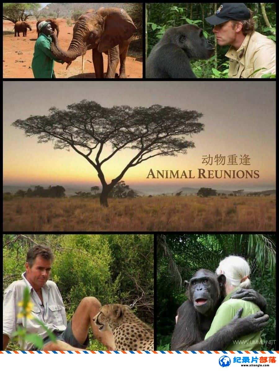 ѧ̽¼Ƭط  Nature: Animal Reunions 2016ӢӢ-Ѹ