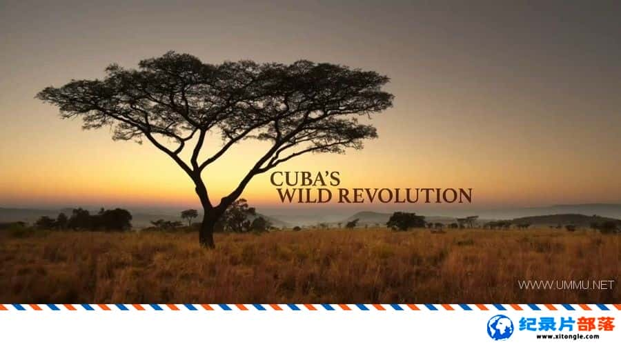 ̬¼ƬҰԹŰ/Ű͵ҰԸ Cuba Wild Revolution 2020ӢӢ-Ѹ