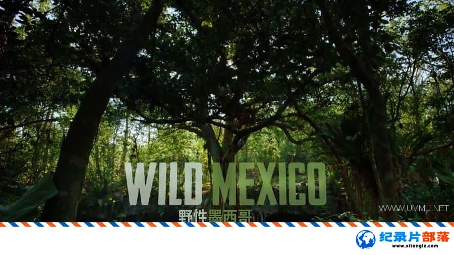 ̬¼ƬҰī Wild Mexico 2013 ӢӢ˫-Ѹ