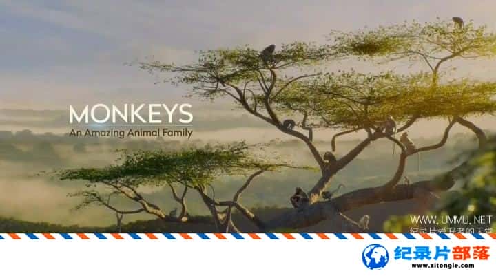 ̬¼Ƭ:Ķ  Monkeys: An Amazing Animal Family 20191 ӢӢ-Ѹ
