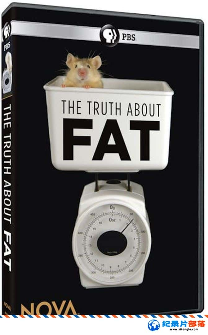 ¼¼Ƭ֬ The Truth About Fat 2020ӢӢ˫-Ѹ