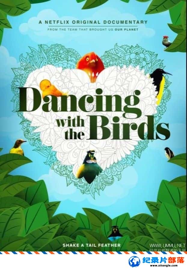 ̬¼Ƭ Dancing with the Birds 2019Ӣ-Ѹ