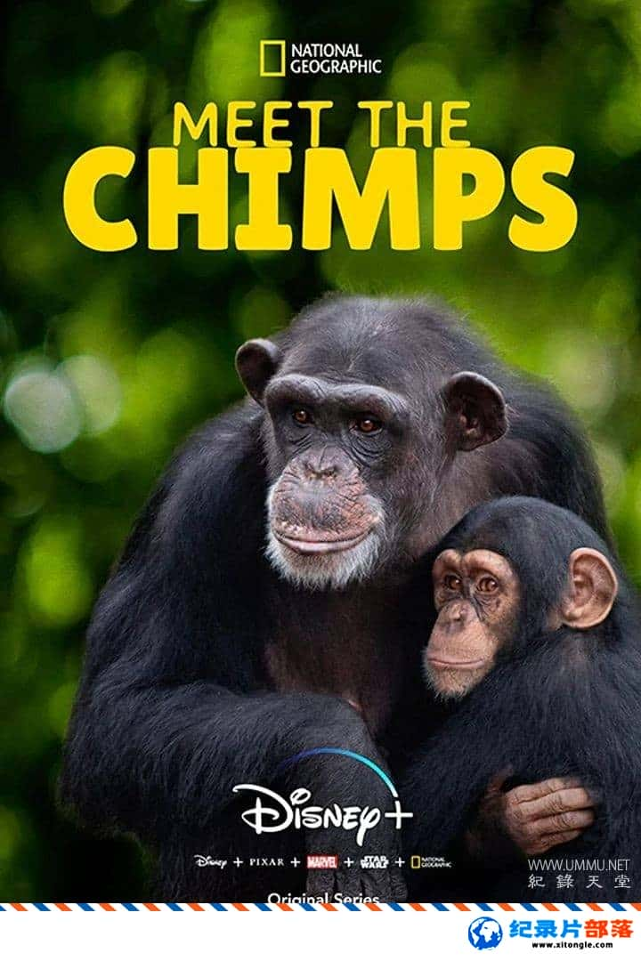 ̬¼Ƭ ChimpanzeeӢ˫Ӣ˫-Ѹ