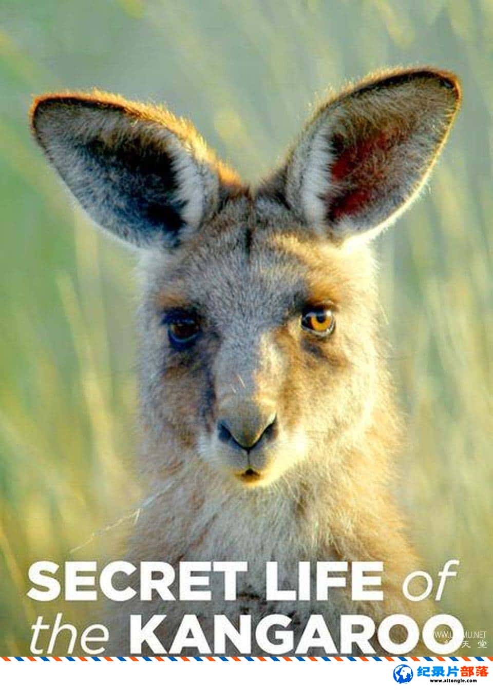ѧ̽¼Ƭ Secret Life of the Kangarooһ -Ѹ