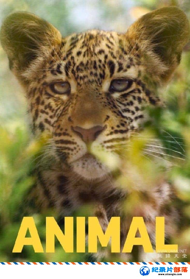 ̬¼Ƭﱾɫ  Animal  2022ڶ Ӣ-Ѹ