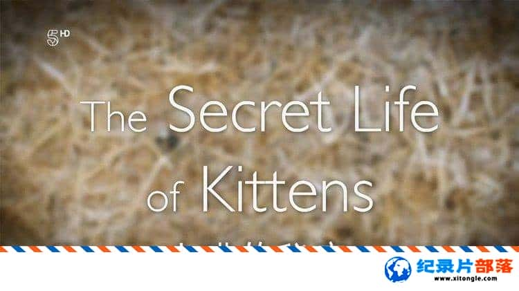 ¼¼ƬС  The Secret Life of Kittens 2016һ Ӣ-Ѹ