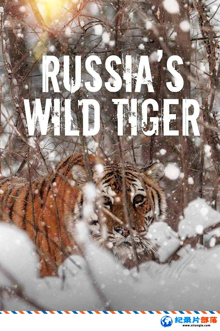 ̬¼Ƭ˹Ұϻ Russia Wild Tiger 2022Ӣ-Ѹ