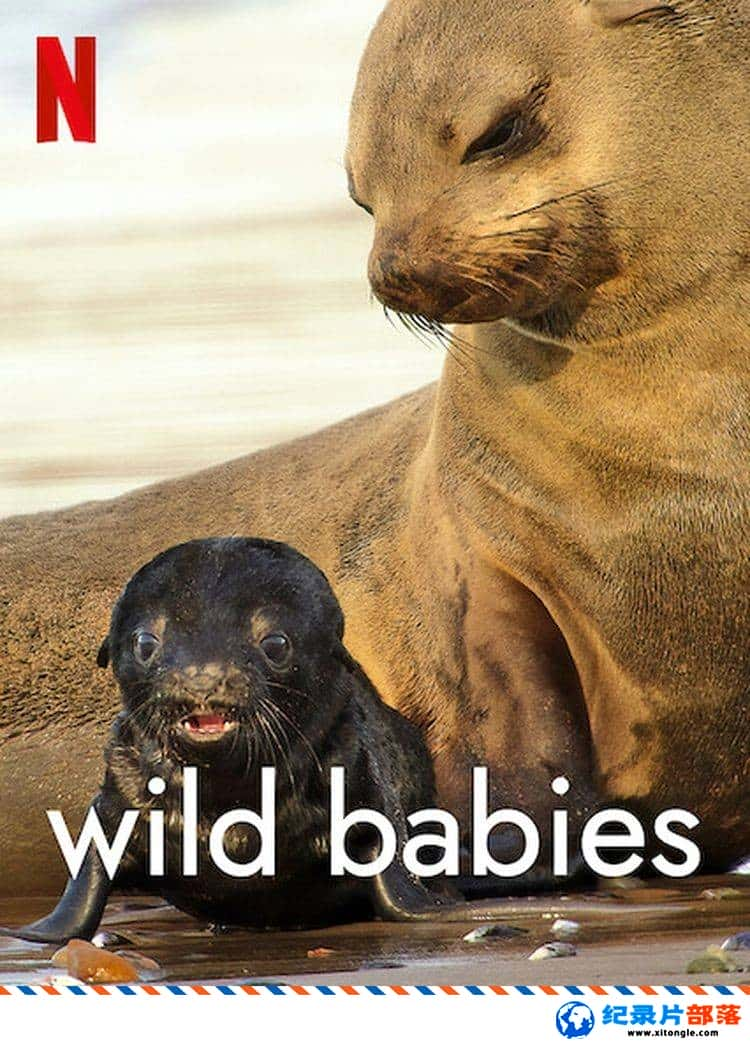 ̬¼ƬҰﱦ Wild Babies 2022һ Ӣ-Ѹ